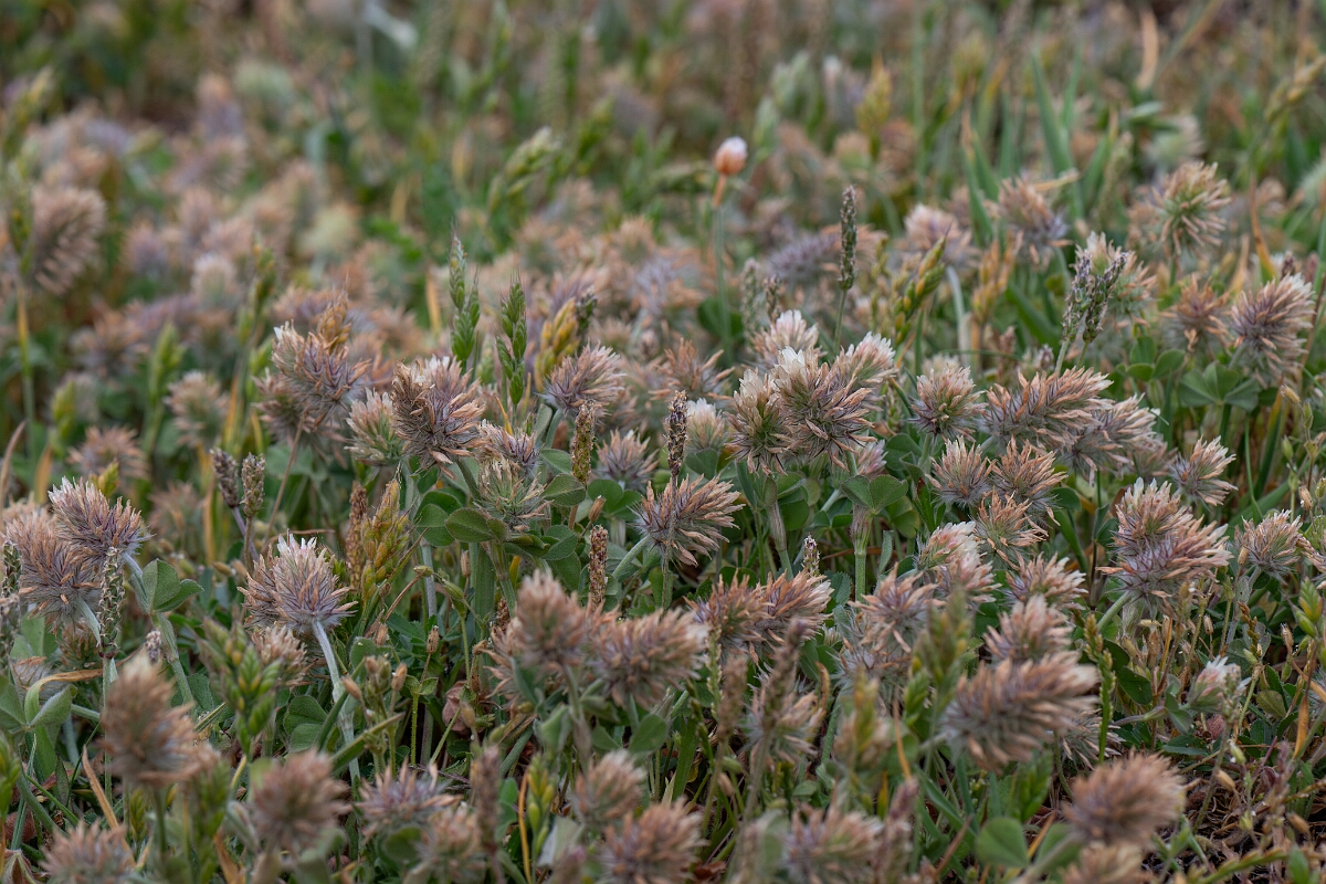David Plant Photography - Wildlife Photography - Long-headed clover - I.jpg - Long-heaaded clover - Cornwall