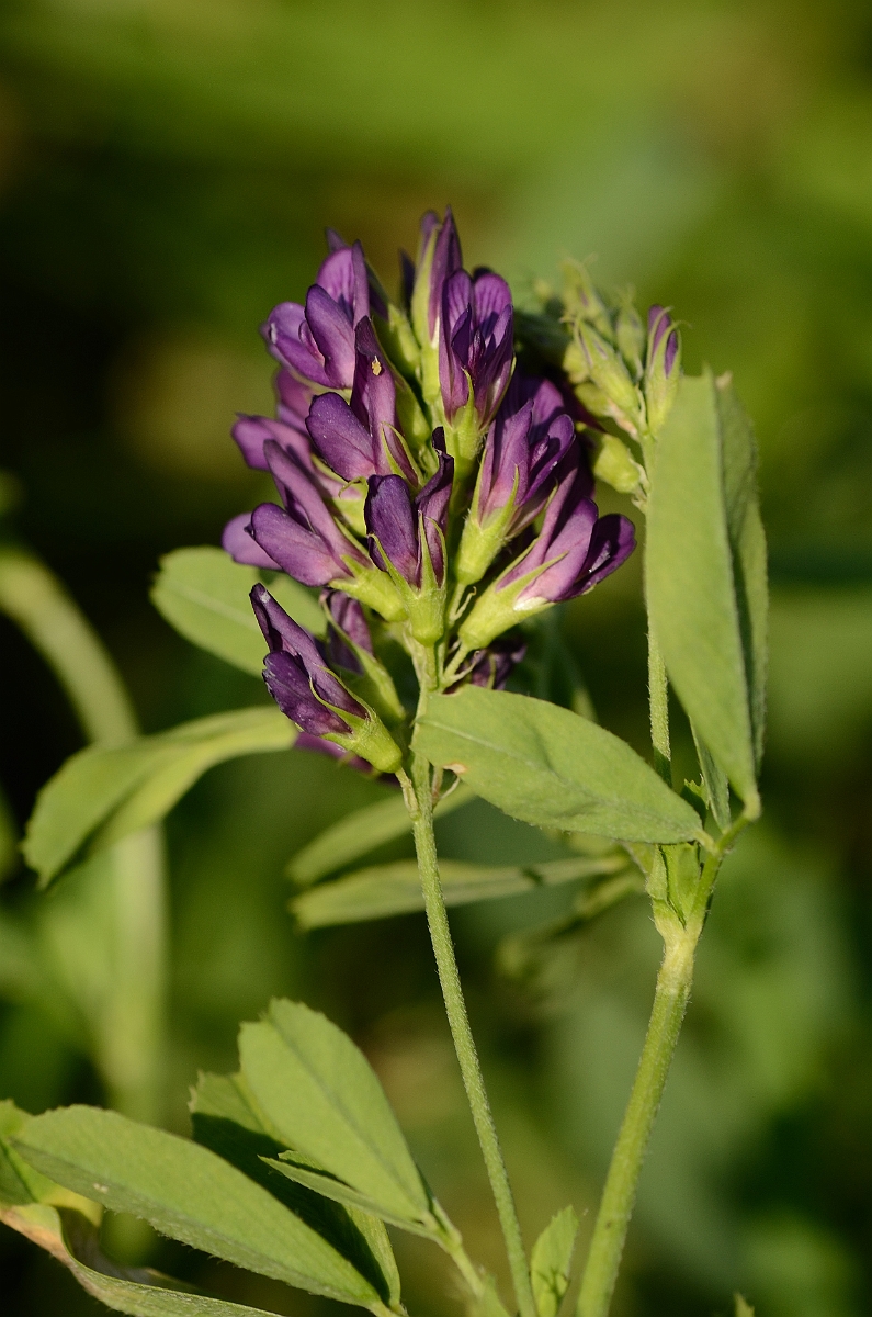 David Plant Photography - Wildlife Photography - Lucerne - A.jpg - Lucerne flower - Essex