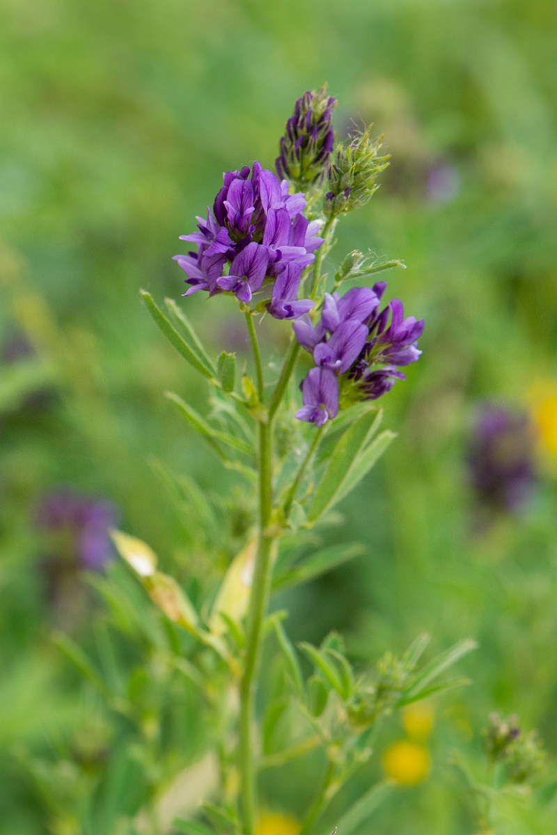 David Plant Photography - Wildlife Photography - Lucerne - B.jpg - Lucerne - Kent