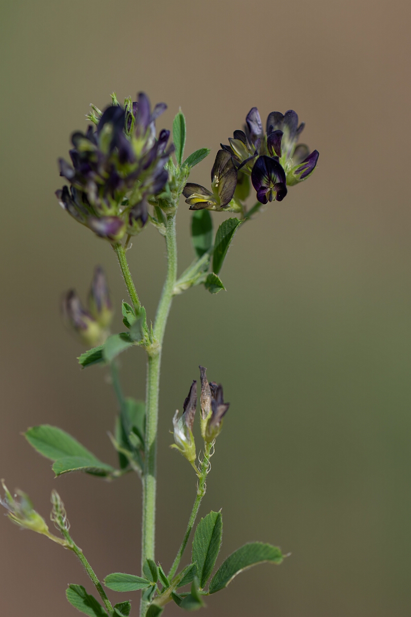 David Plant Photography - Wildlife Photography - Lucerne - C.jpg - Lucerne - Suffolk
