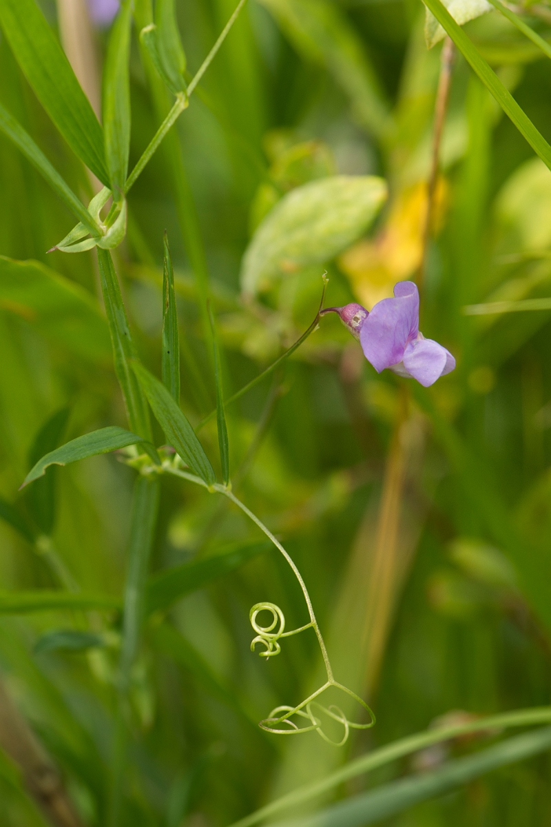 David Plant Photography - Wildlife Photography - Marsh pea - A.jpg - Marsh pea - Norfolk