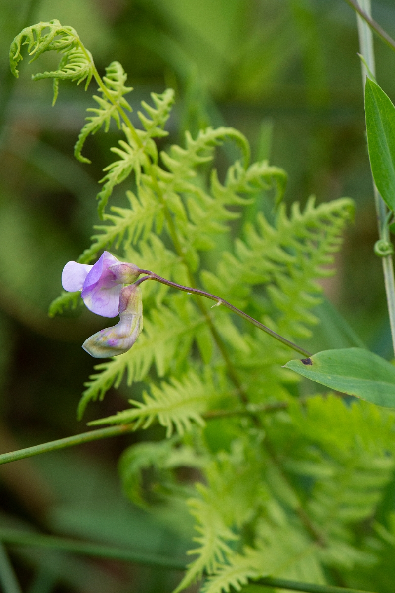 David Plant Photography - Wildlife Photography - Marsh pea - B.JPG - Marsh pea - Norfolk