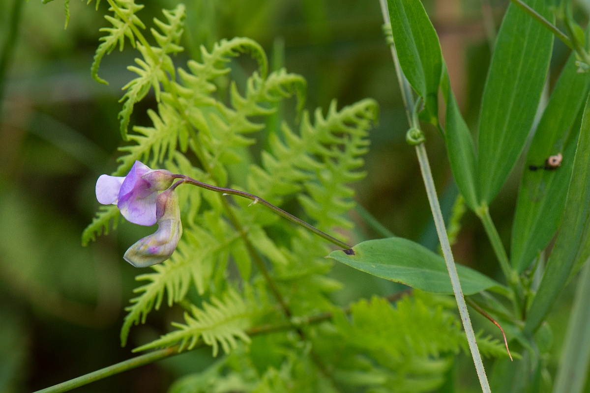 David Plant Photography - Wildlife Photography - Marsh pea - C.JPG - Marsh pea - Norfolk