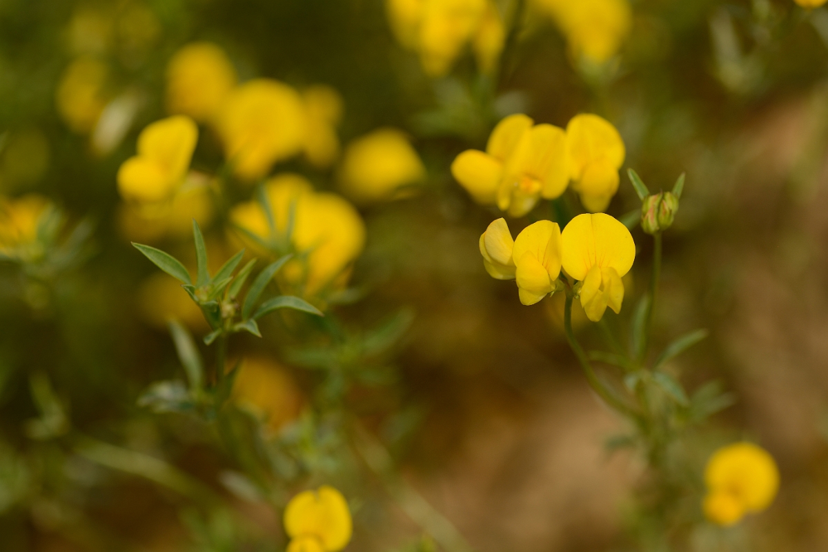 David Plant Photography - Wildlife Photography - Narrow-leaved birdsfoot trefoil - B.jpg - Narrow-leaved birdsfoot trefoil - Cambridgeshire
