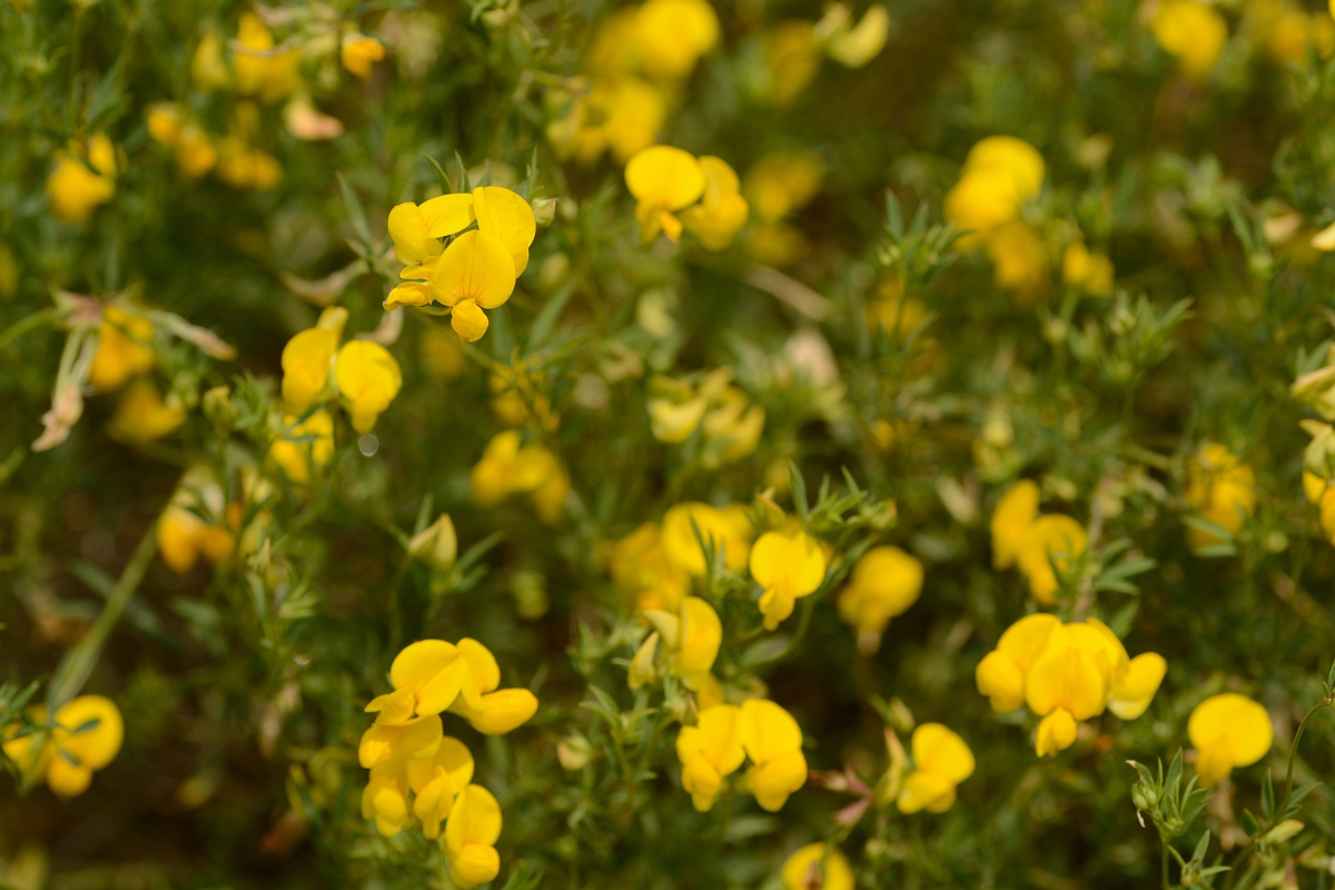 David Plant Photography - Wildlife Photography - Narrow-leaved birdsfoot trefoil - D.jpg - Narrow-leaved birdsfoot trefoil - Cambridgeshire