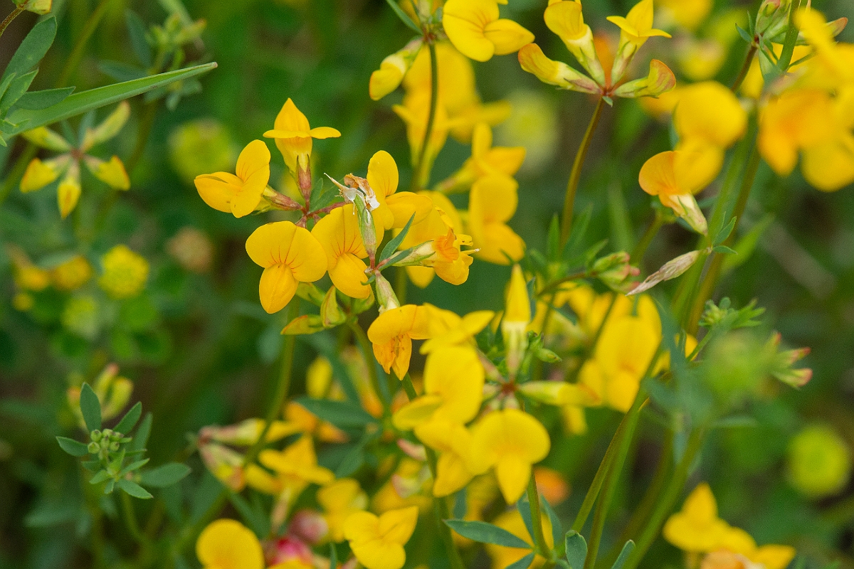 David Plant Photography - Wildlife Photography - Narrow-leaved birdsfoot trefoil - E.jpg - Narrow-leaved birdsfoot trefoil - Kent