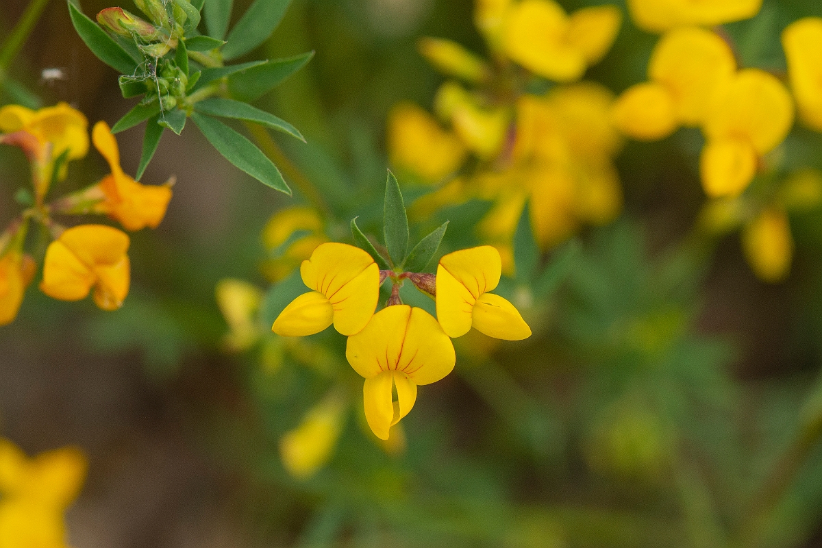 David Plant Photography - Wildlife Photography - Narrow-leaved birdsfoot trefoil - F.jpg - Narrow-leaved birdsfoot trefoil - Kent