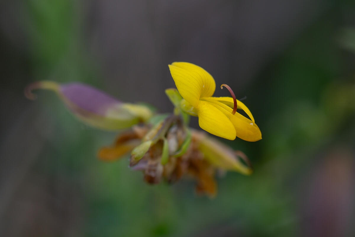 David Plant Photography - Wildlife Photography - Petty whin - C.jpg - Petty whin - Cornwall