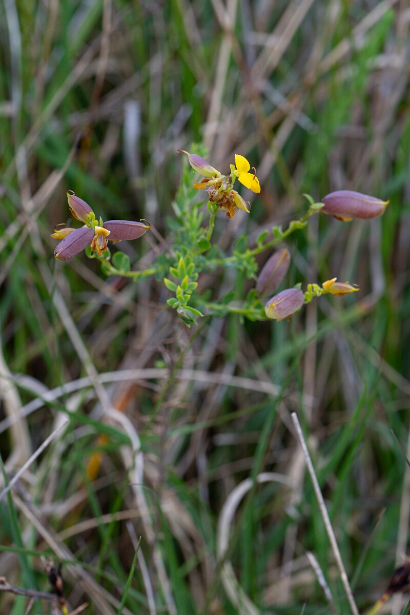 David Plant Photography - Wildlife Photography - Petty whin - D.jpg - Petty whin - Cornwall