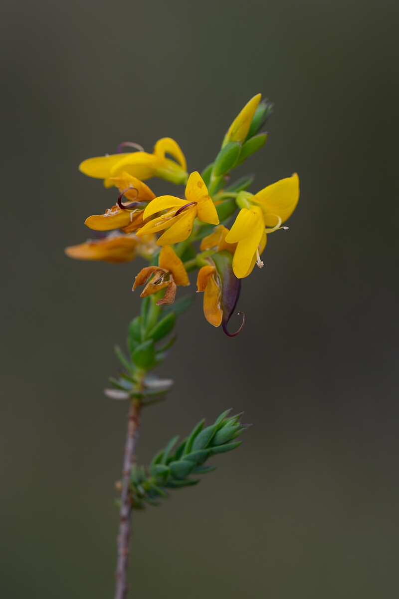 David Plant Photography - Wildlife Photography - Petty whin - F.jpg - Petty whin - Cornwall