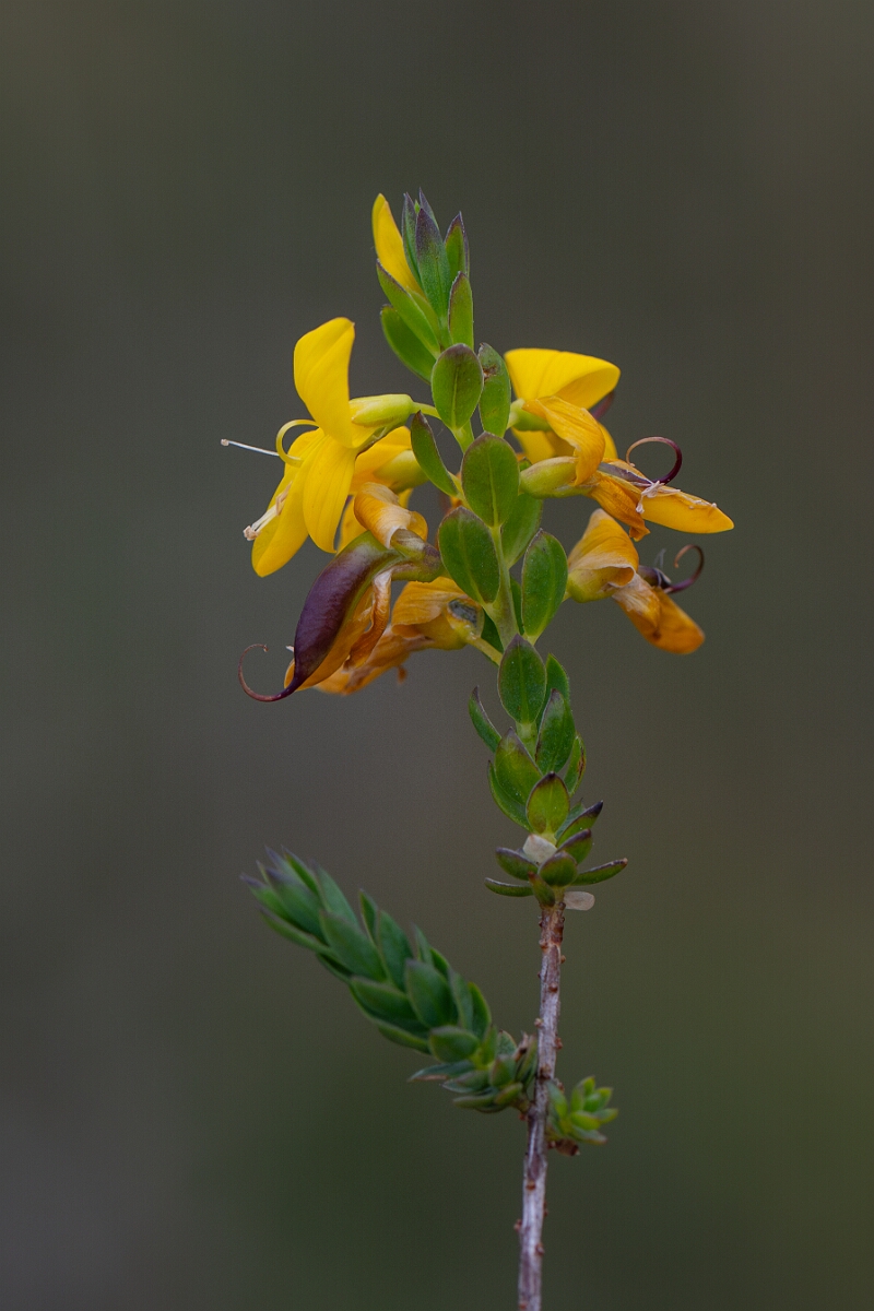 David Plant Photography - Wildlife Photography - Petty whin - G.jpg - Petty whin - Cornwall