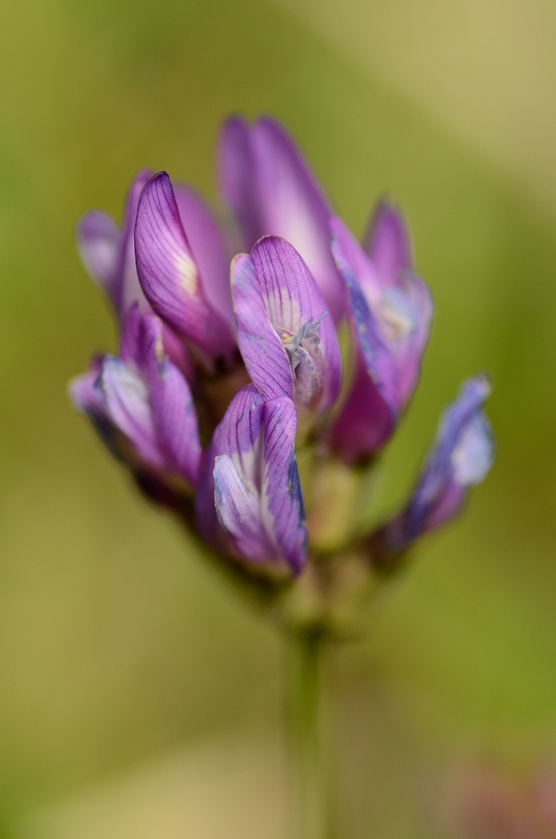 David Plant Photography - Wildlife Photography - Purple milk-vetch - A.jpg - Purple milk-vetch - Cambridgeshire