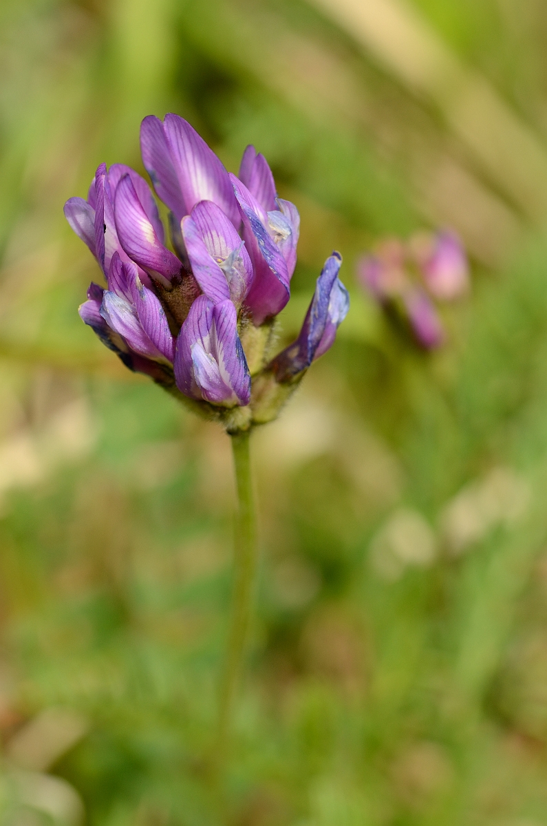 David Plant Photography - Wildlife Photography - Purple milk-vetch - B.jpg - Purple milk-vetch - Cambridgeshire