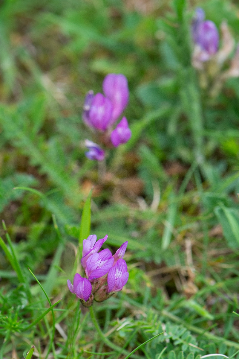 David Plant Photography - Wildlife Photography - Purple milk-vetch - D.JPG - Purple milk-vetch - Norfolk