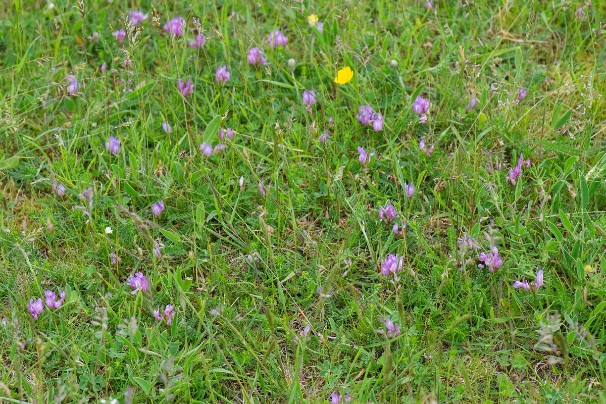 David Plant Photography - Wildlife Photography - Purple milk-vetch - E.JPG - Purple milk-vetch - Norfolk