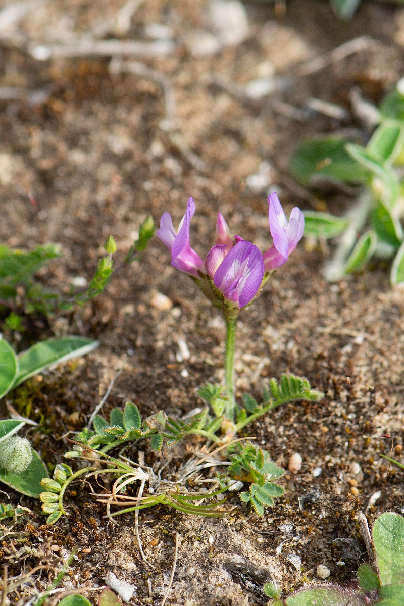 David Plant Photography - Wildlife Photography - Purple milk-vetch - G.JPG - Purple milk-vetch - Norfolk