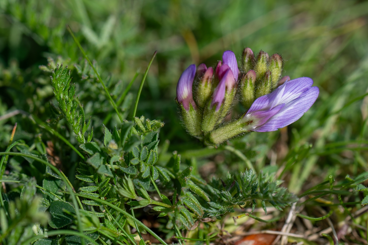 David Plant Photography - Wildlife Photography - Purple milk-vetch - H.jpg - Purple milk-vetch - Norfolk