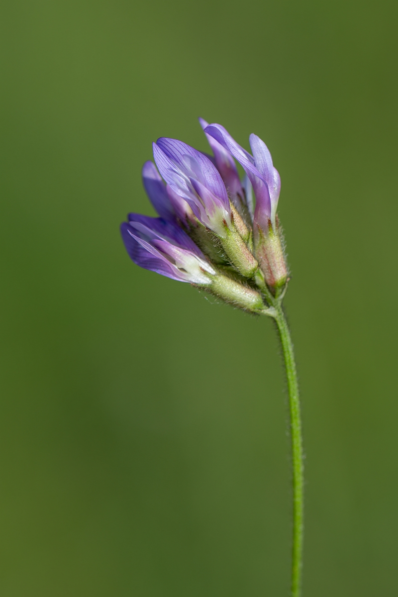 David Plant Photography - Wildlife Photography - Purple milk-vetch - I.jpg - Purple milk-vetch - Norfolk