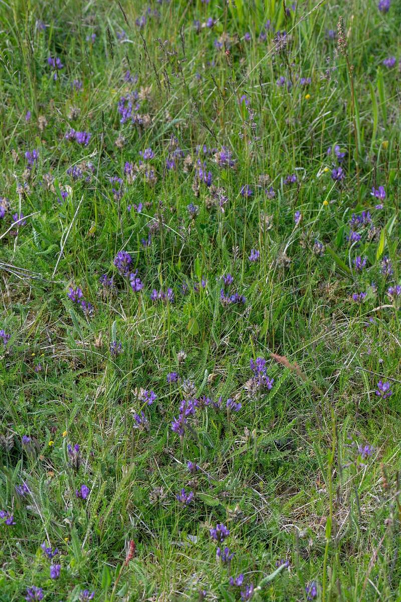 David Plant Photography - Wildlife Photography - Purple milk-vetch - J.jpg - Purple milk-vetch - Norfolk