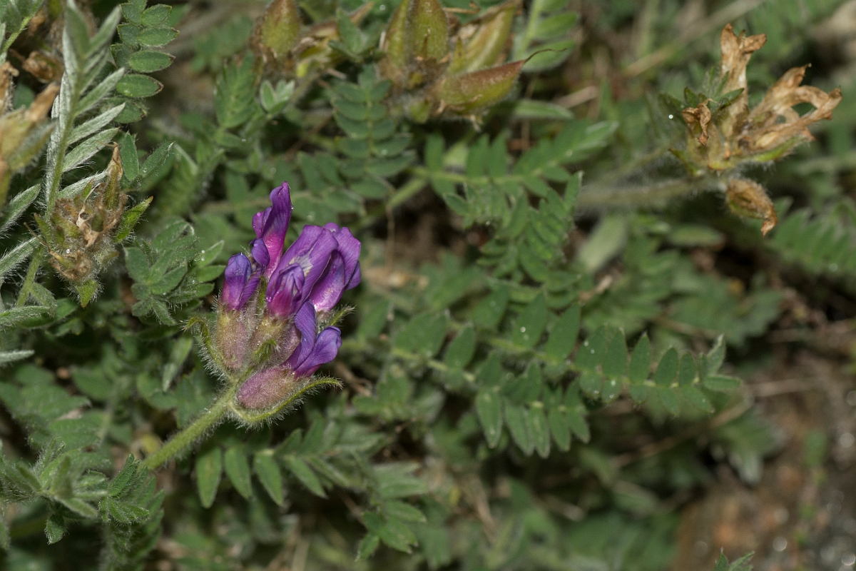 David Plant Photography - Wildlife Photography - Purple oxytropis - A.jpg - Purple oxytropis - Perthshire