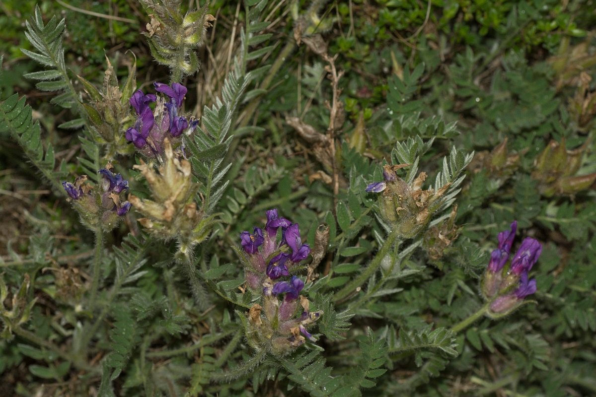 David Plant Photography - Wildlife Photography - Purple oxytropis - B.jpg - Purple oxytropis - Perthshire
