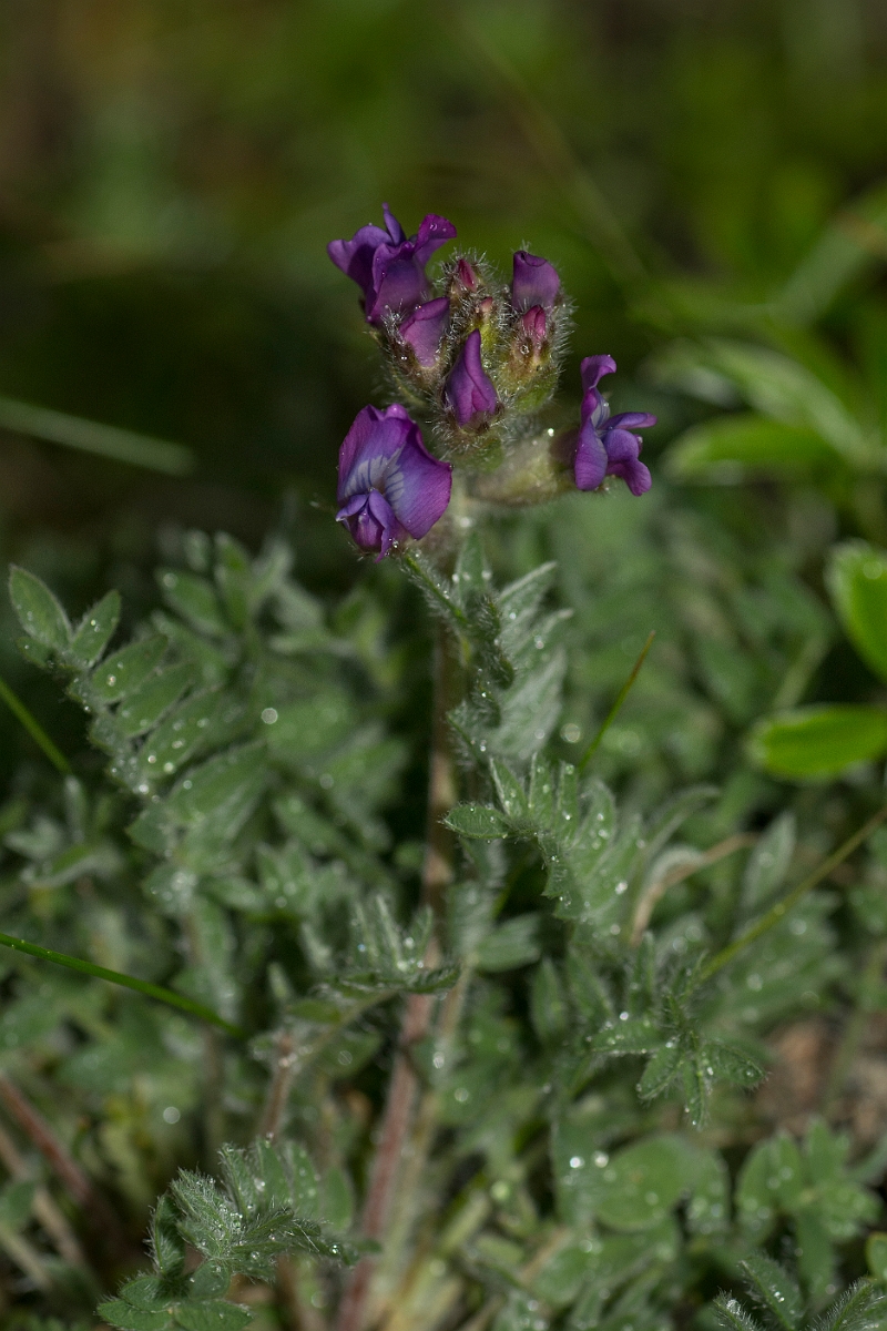 David Plant Photography - Wildlife Photography - Purple oxytropis - C.jpg - Purple oxytropis - Perthshire
