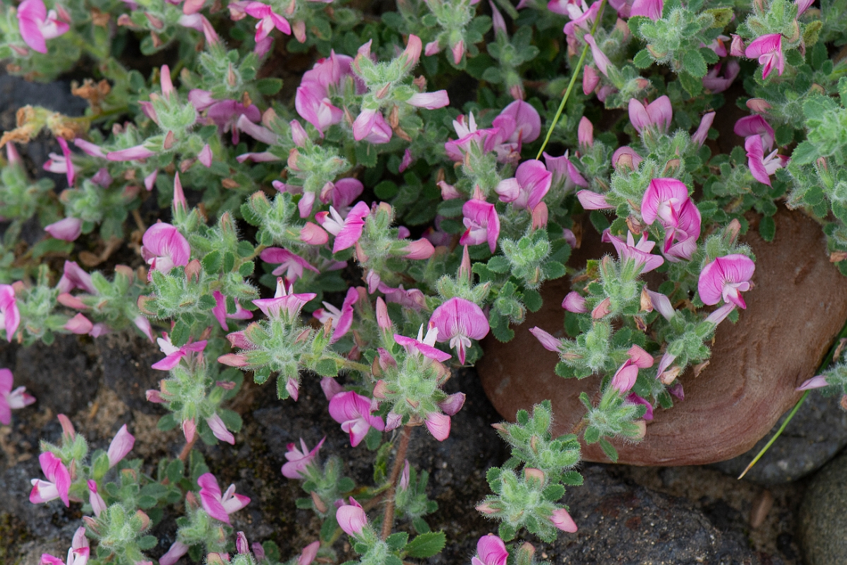 David Plant Photography - Wildlife Photography - Restharrow - A.JPG - Common restharrow - Bridgend
