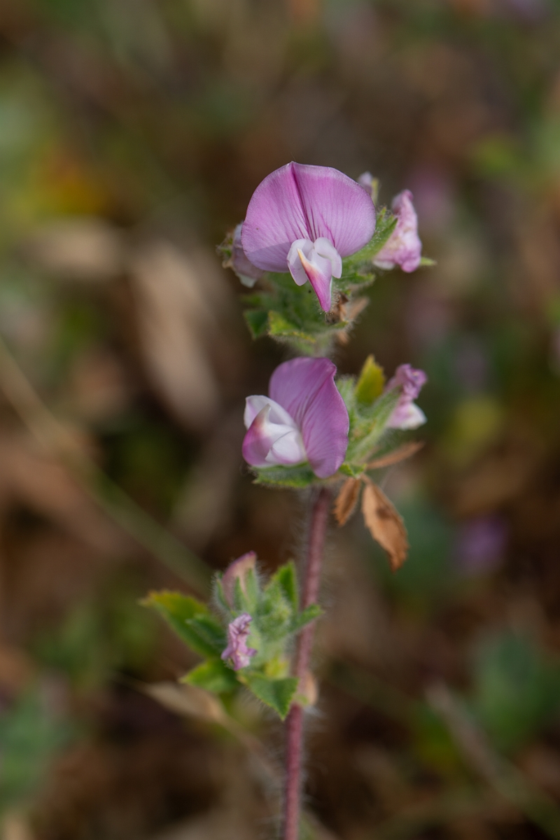 David Plant Photography - Wildlife Photography - Restharrow - C.jpg - Common restharrow - Kent
