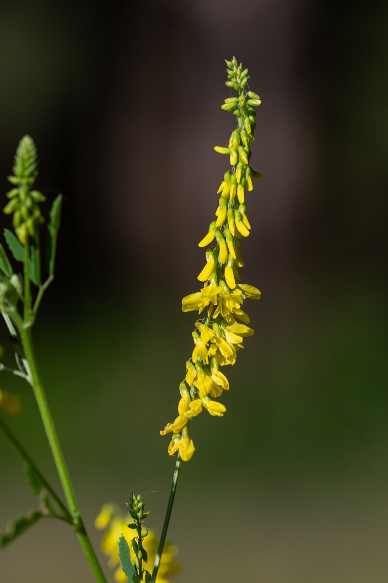 David Plant Photography - Wildlife Photography - Ribbed melilot - C.jpg - Ribbed melilot - Norfolk