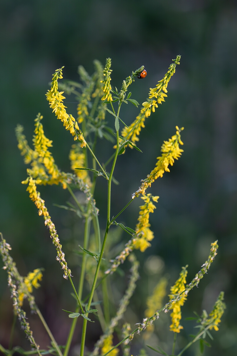 David Plant Photography - Wildlife Photography - Ribbed melilot - D.jpg - Ribbed melilot - Norfolk