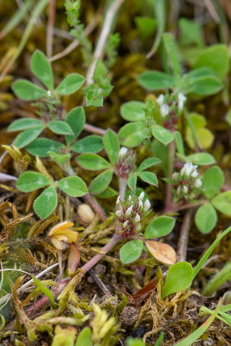 David Plant Photography - Wildlife Photography - Rough clover - D.JPG - Rough clover - Norfolk