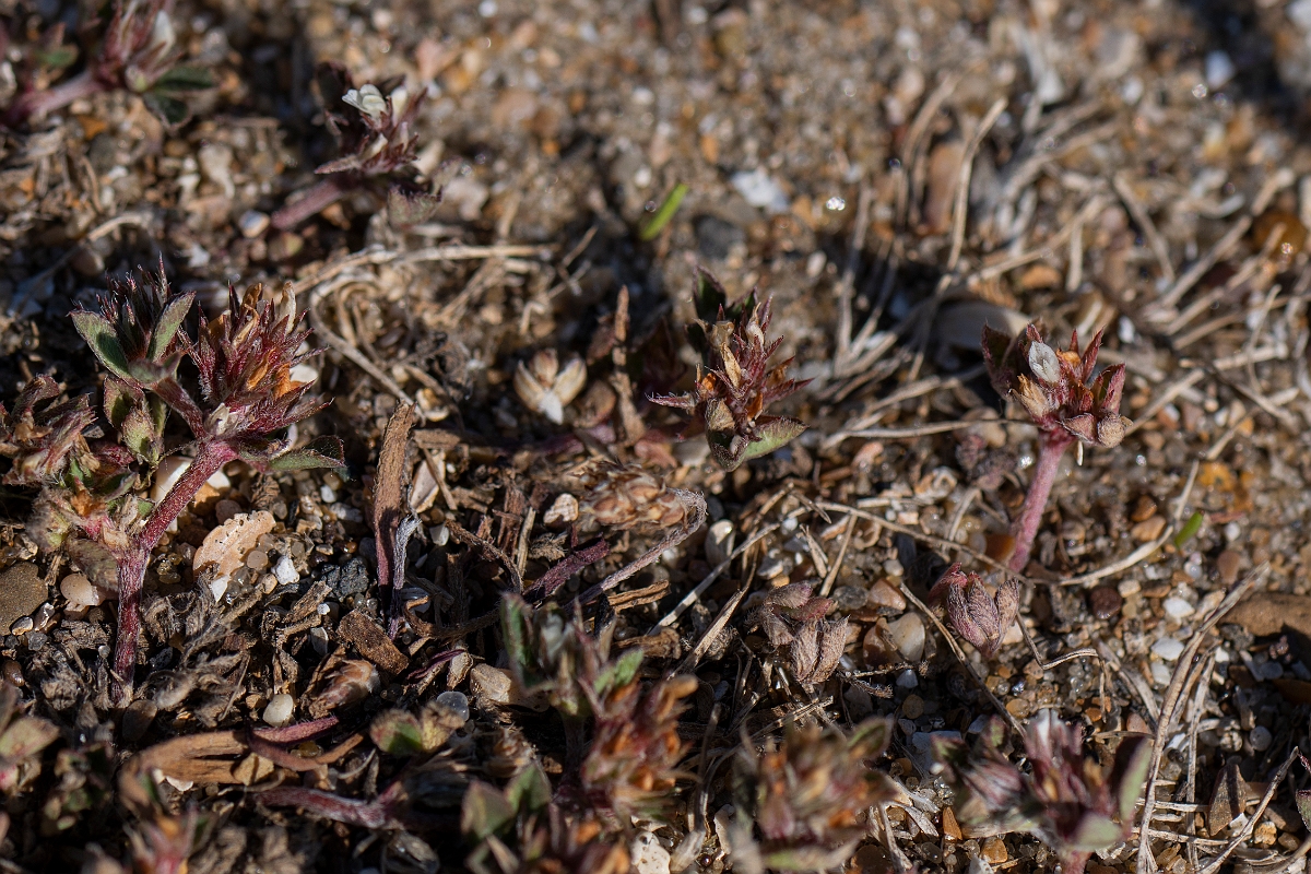 David Plant Photography - Wildlife Photography - Rough clover - E.JPG - Rough clover - Kent