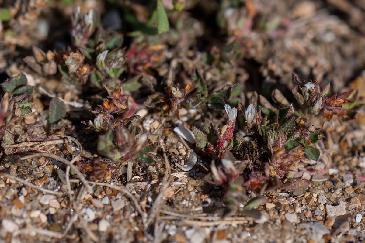 David Plant Photography - Wildlife Photography - Rough clover - F.JPG - Rough clover - Kent