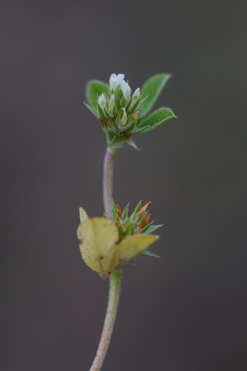 David Plant Photography - Wildlife Photography - Rough clover - G.jpg - Rough clover - Cornwall