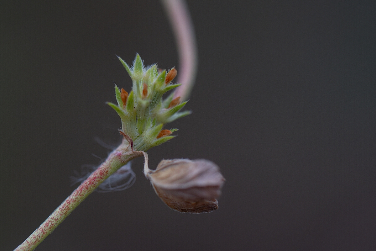 David Plant Photography - Wildlife Photography - Rough clover - H.jpg - Rough clover - Cornwall
