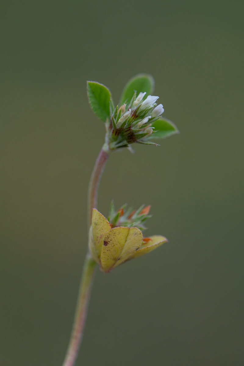 David Plant Photography - Wildlife Photography - Rough clover - I.jpg - Rough clover - Cornwall