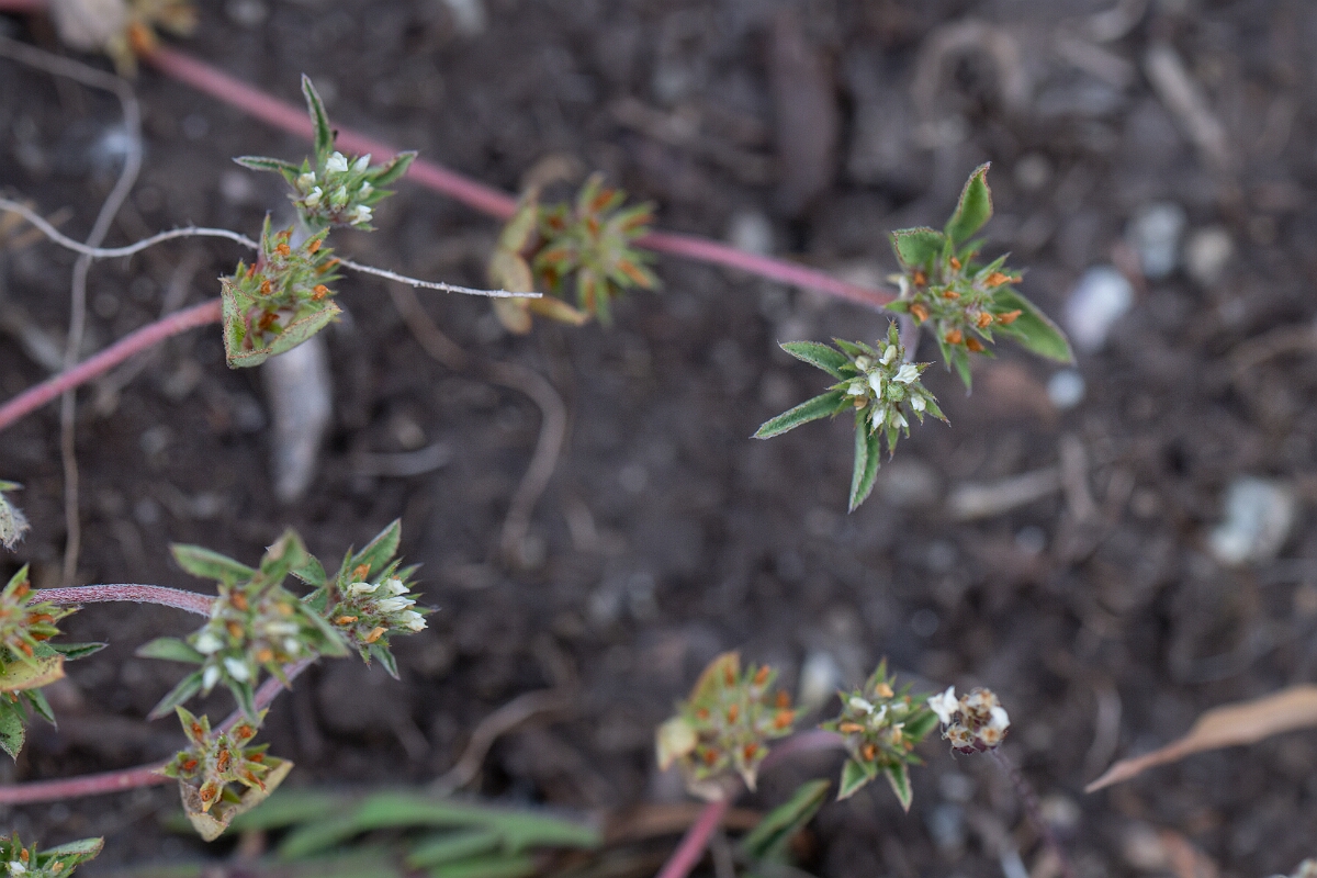 David Plant Photography - Wildlife Photography - Rough clover - K.jpg - Rough clover - Cornwall
