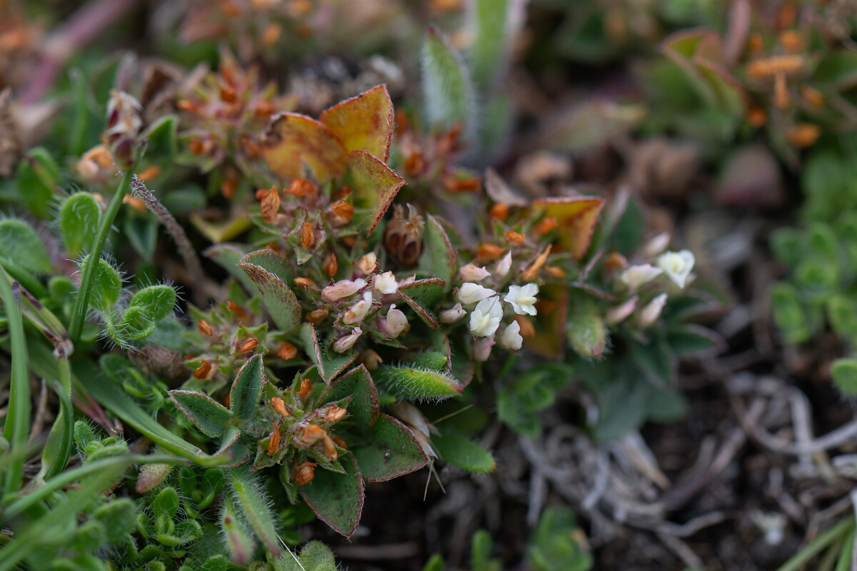 David Plant Photography - Wildlife Photography - Rough clover - M.jpg - Rough clover - Cornwall