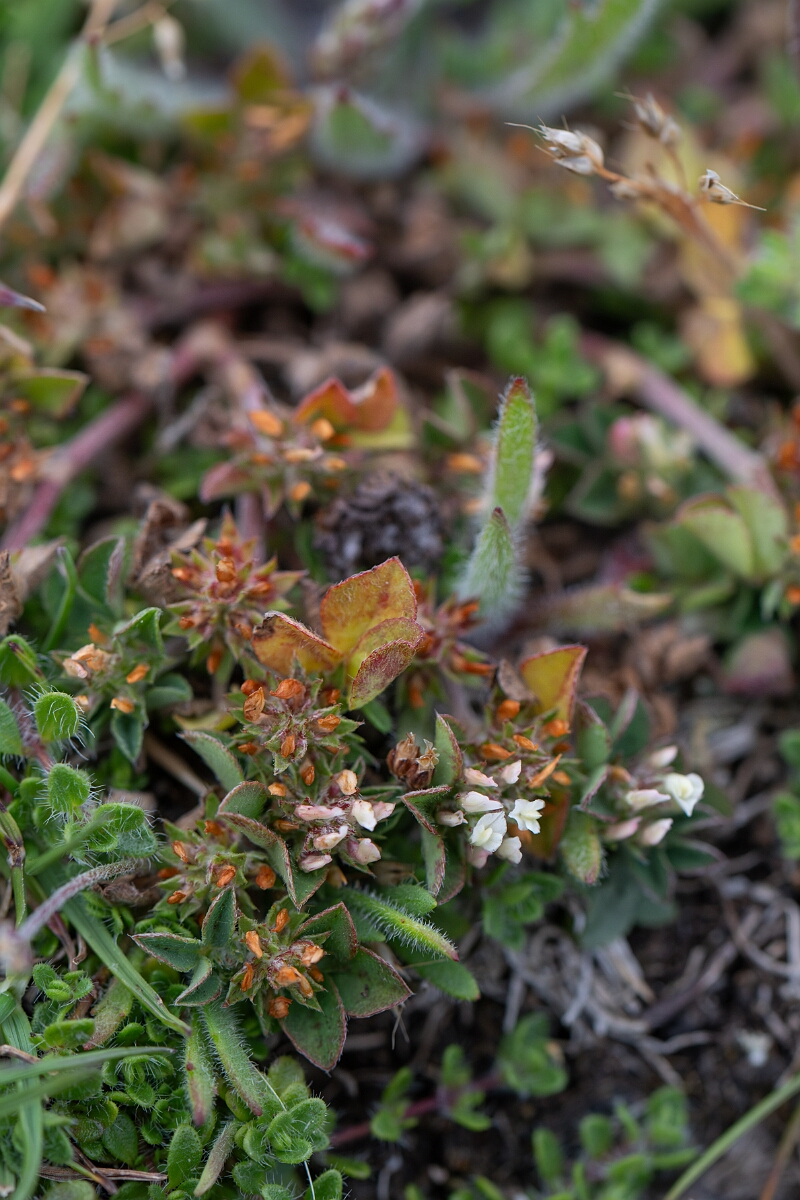 David Plant Photography - Wildlife Photography - Rough clover - N.jpg - Rough clover - Cornwall