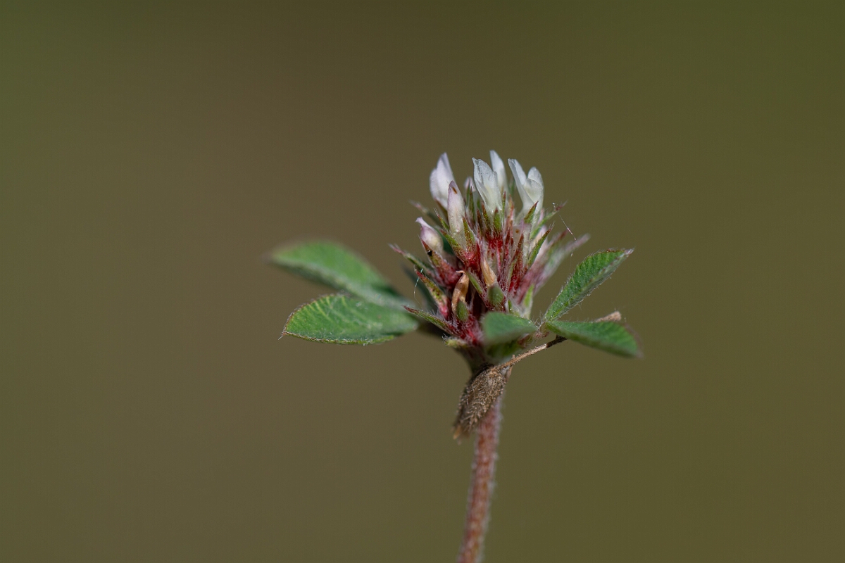 David Plant Photography - Wildlife Photography - Rough clover - Q.jpg - Rough clover - Norfolk