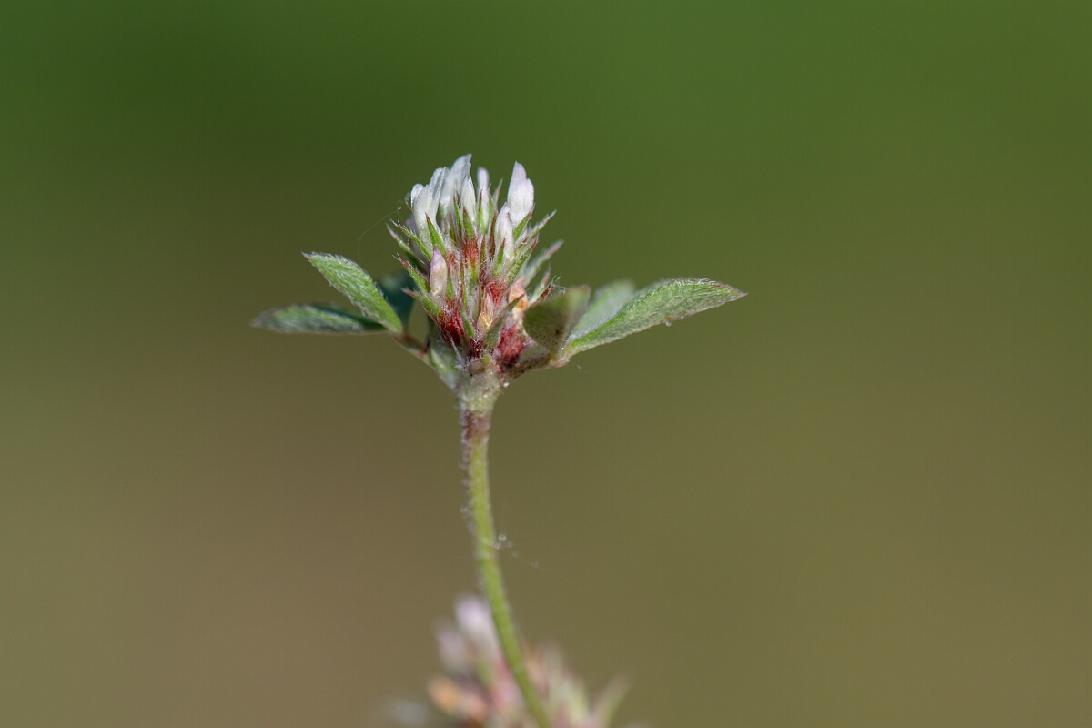 David Plant Photography - Wildlife Photography - Rough clover - R.jpg - Rough clover - Norfolk