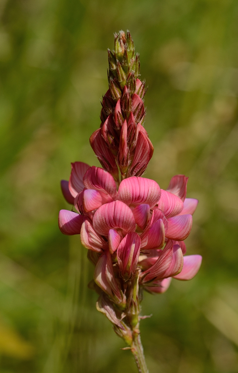David Plant Photography - Wildlife Photography - Sainfoin - B.jpg - Sainfoin flowers - Bedfordshire