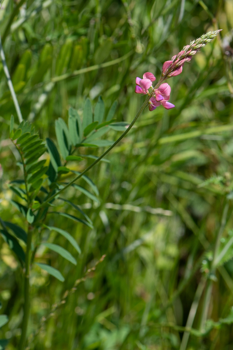 David Plant Photography - Wildlife Photography - Sainfoin - C.JPG - Sainfoin - Oxfordshire