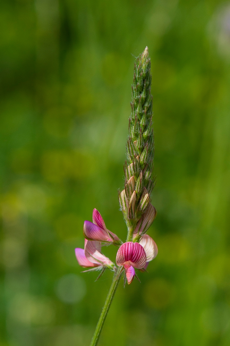 David Plant Photography - Wildlife Photography - Sainfoin - D.JPG - Sainfoin - Oxfordshire