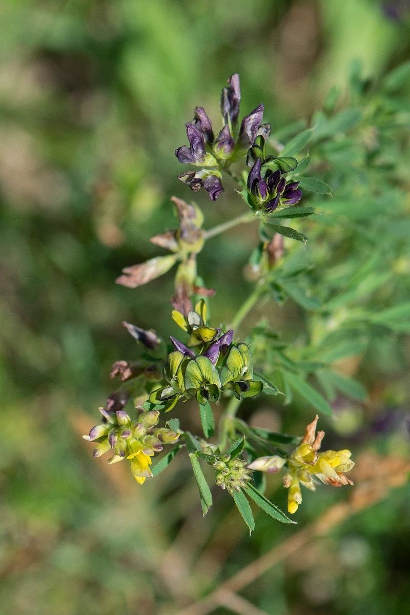 David Plant Photography - Wildlife Photography - Sand lucerne, Medicago sativa nothossp. varia - A.JPG - Sand lucerne, Medicago sativa nothossp. varia - Norfolk
