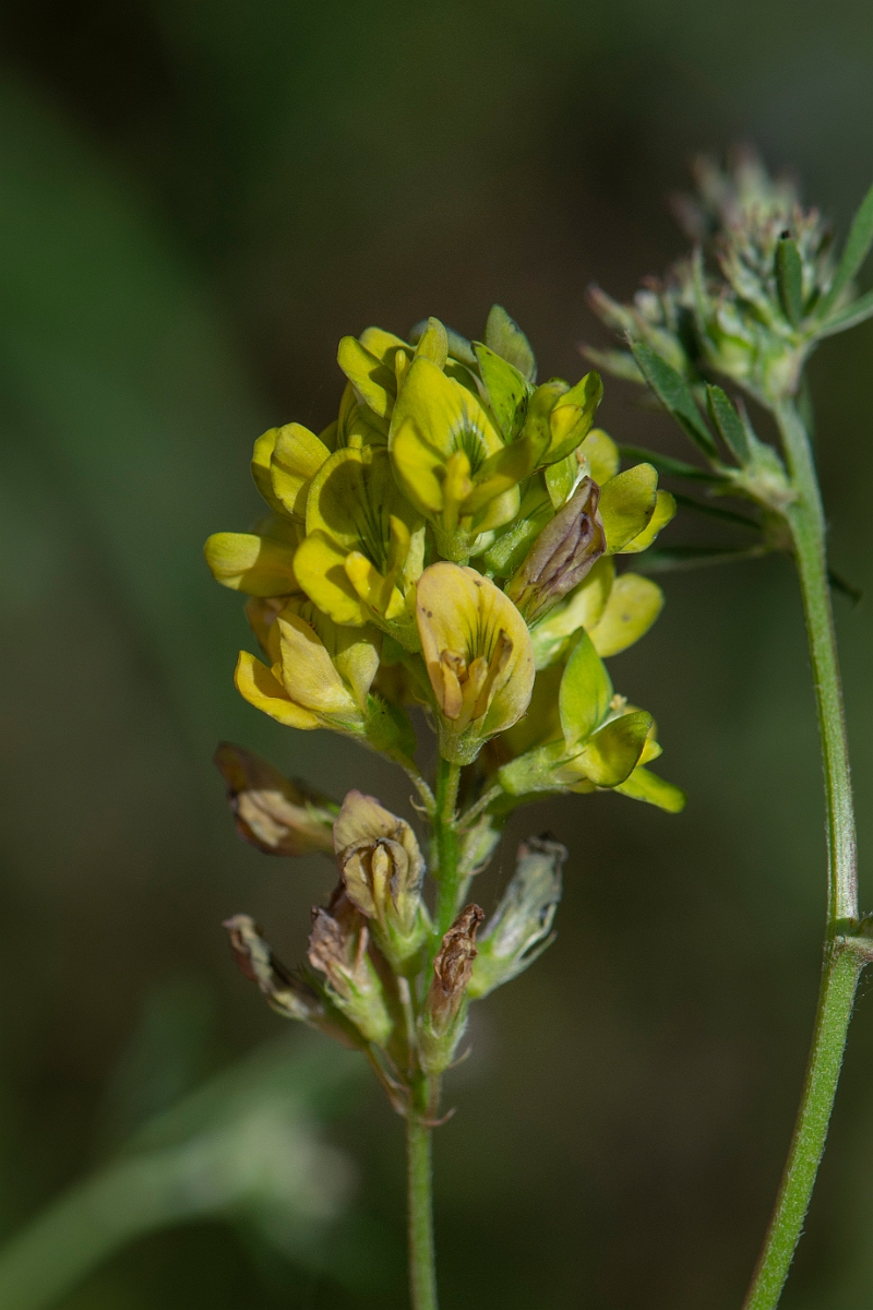 David Plant Photography - Wildlife Photography - Sand lucerne, Medicago sativa nothossp. varia - B.JPG - Sand lucerne, Medicago sativa nothossp. varia - Norfolk