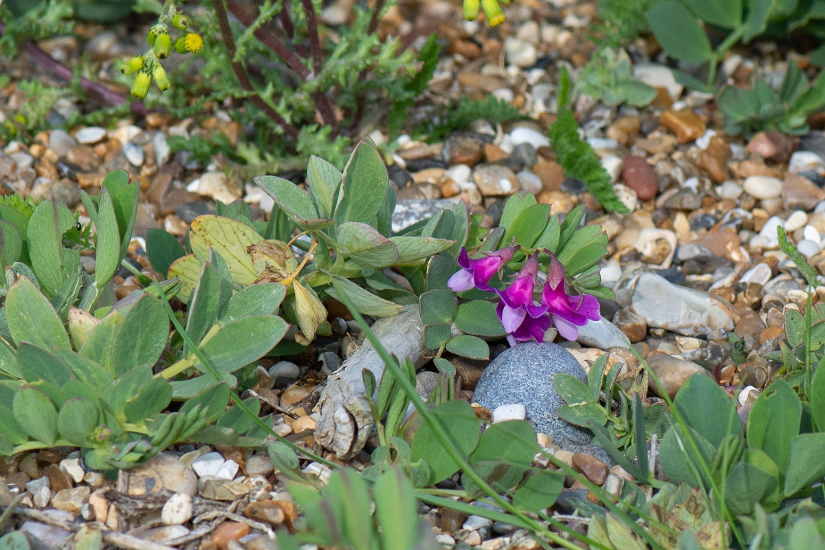 David Plant Photography - Wildlife Photography - Sea pea - A.JPG - Sea pea - Suffolk