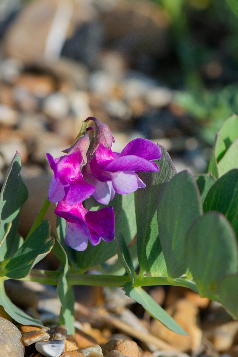 David Plant Photography - Wildlife Photography - Sea pea - B.JPG - Sea pea - Suffolk