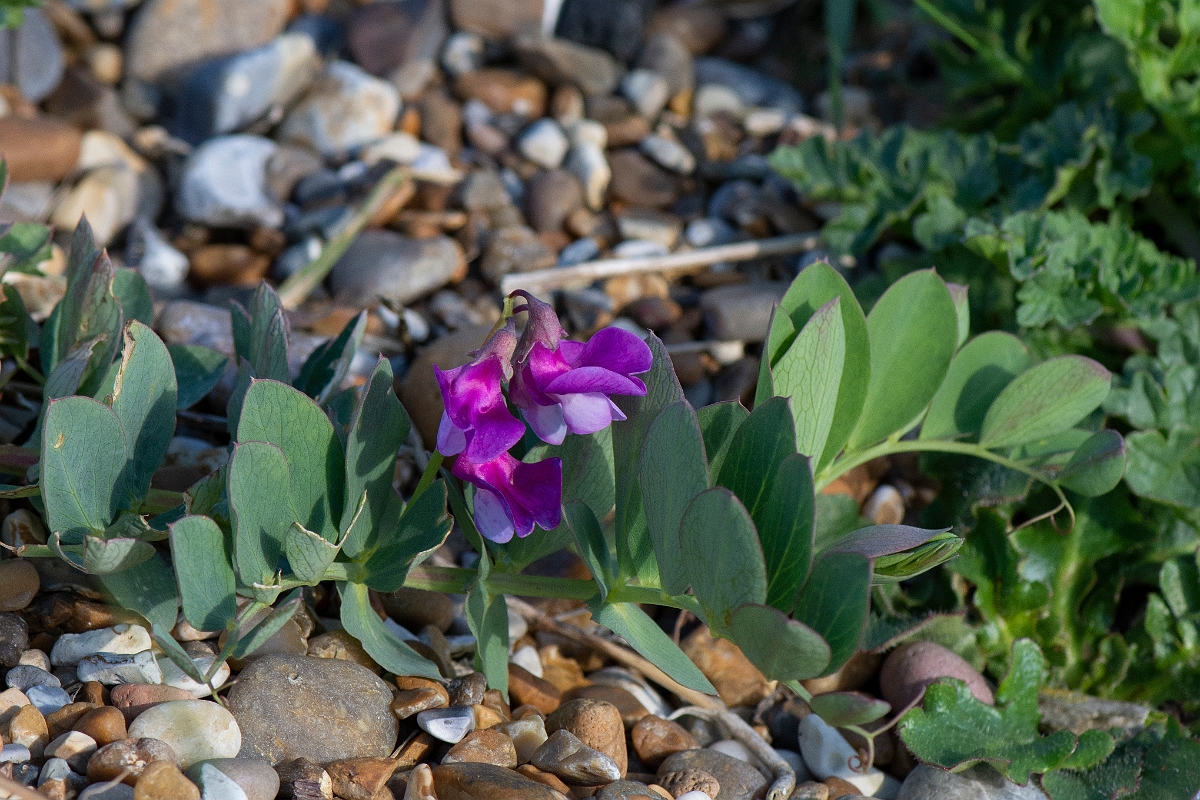 David Plant Photography - Wildlife Photography - Sea pea - C.JPG - Sea pea - Suffolk