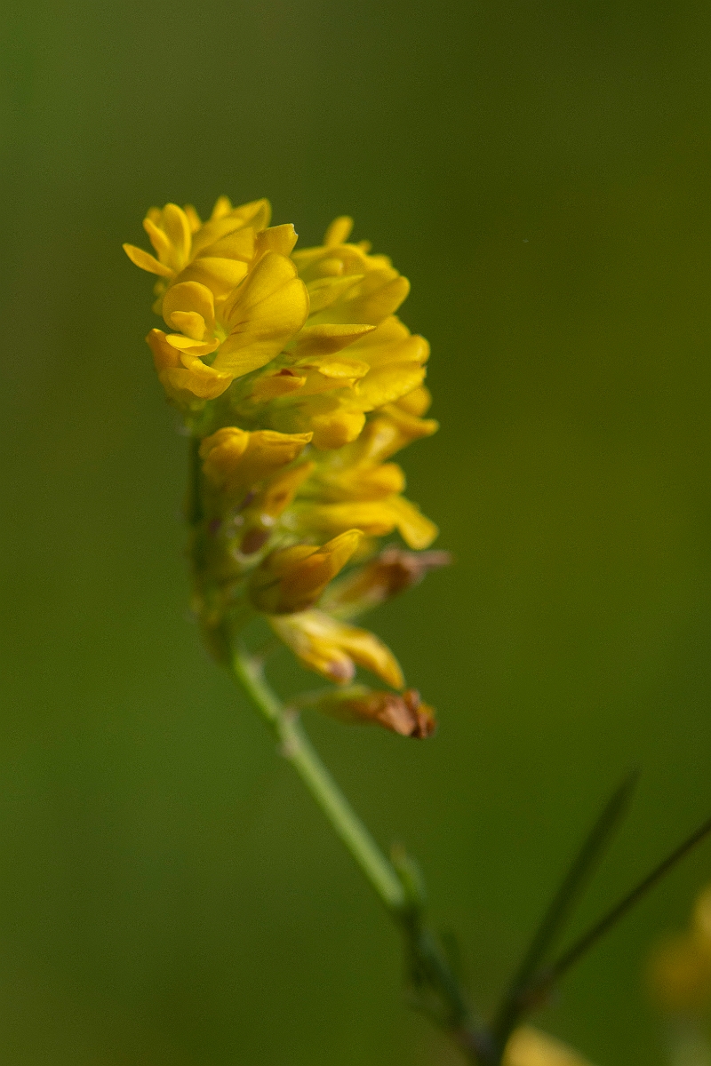 David Plant Photography - Wildlife Photography - Sickle medick - B.JPG - Sickle medick, Medicago sativa ssp. falcata - Norfolk